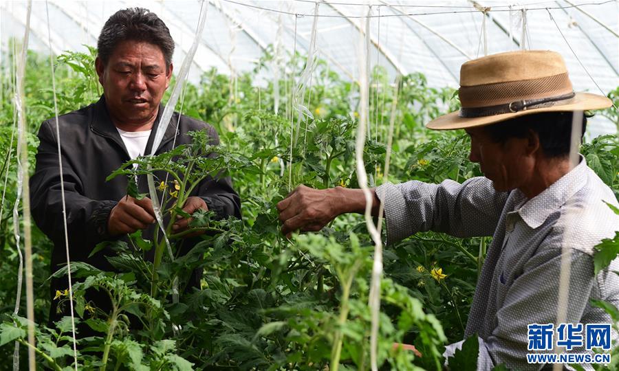 (脫貧攻堅)(2)西藏白朗:蔬菜種植合作社助力農(nóng)民增收