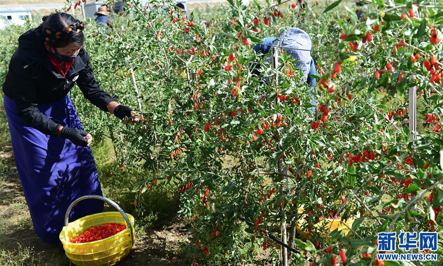 (脫貧攻堅(jiān))(1)西藏白朗:發(fā)展枸杞產(chǎn)業(yè)促進(jìn)村民增收