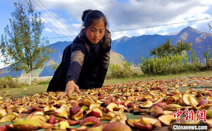 圖為通麥村村民巴桑拉姆晾曬切片蘋果?！∝暽＠?攝