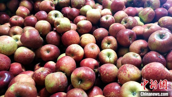 圖為通麥村村民巴桑拉姆家待裝箱的蘋果?！∝暽＠?攝