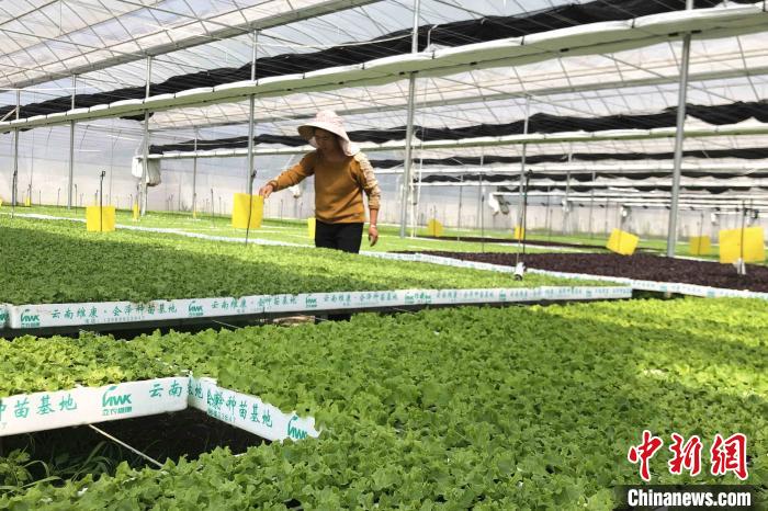 圖為會澤現(xiàn)代化農(nóng)業(yè)產(chǎn)業(yè)扶貧基地內(nèi)，貧困戶成為了產(chǎn)業(yè)工人?！】姵?攝