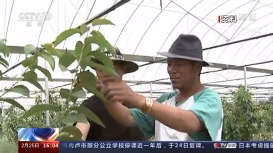 種蘑菇、養(yǎng)駱駝...。。特色產(chǎn)業(yè)助力鄉(xiāng)村振興走新路