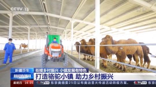 種蘑菇、養(yǎng)駱駝...。。特色產(chǎn)業(yè)助力鄉(xiāng)村振興走新路