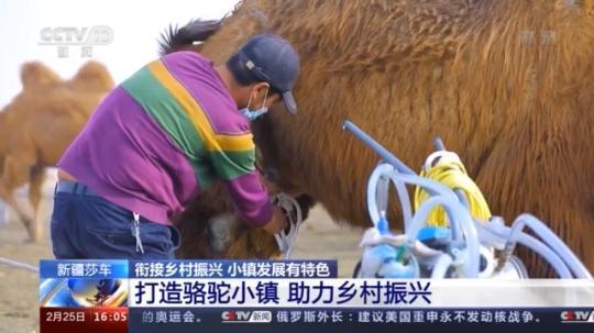 種蘑菇、養(yǎng)駱駝...。。特色產(chǎn)業(yè)助力鄉(xiāng)村振興走新路