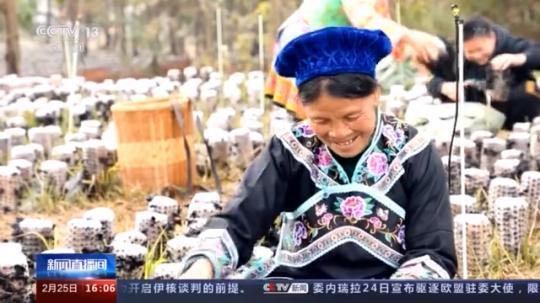 種蘑菇、養(yǎng)駱駝...。。特色產(chǎn)業(yè)助力鄉(xiāng)村振興走新路