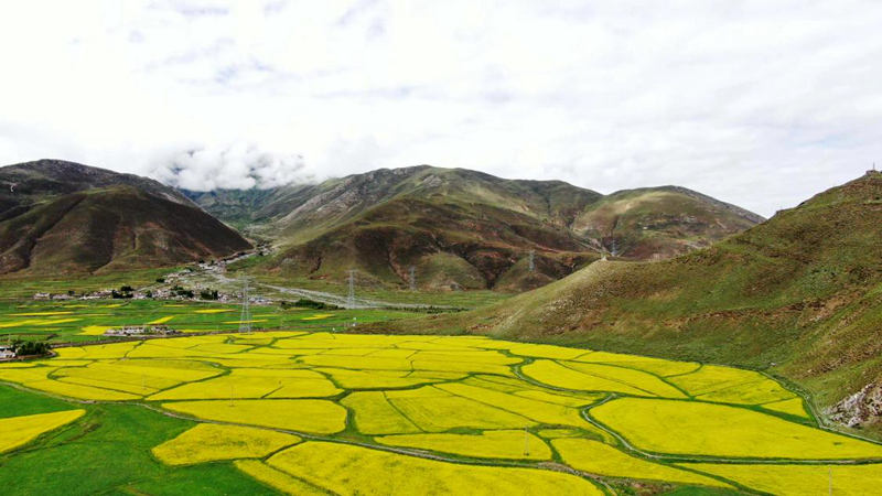 金燦燦的油菜花。洛克攝