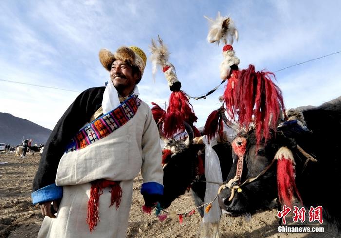 資料圖為2013年3月16日，拉薩市堆龍德慶區(qū)德慶村的農(nóng)民牽著牦牛參加春耕儀式，按照傳統(tǒng)方式由牦牛開第一犁。 <a target='_blank' href='/'><p  align=