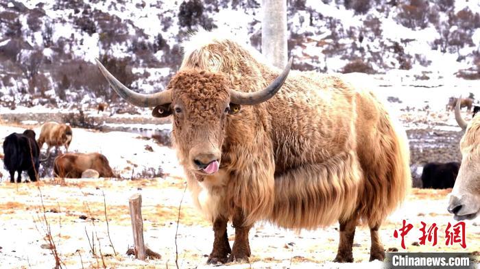 圖為角木那村生態(tài)散養(yǎng)的牦牛?！“蜕Ｇ?　攝