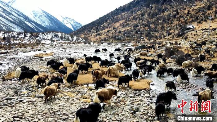 圖為角木那村生態(tài)散養(yǎng)的牦牛正在覓食?！『槿艉?攝