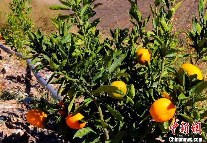 昌都芒康縣依托“兩江流域”干熱河谷地帶地理優(yōu)勢將康巴蜜橘、蘋果、甜石榴、葡萄、蜜桃等經(jīng)濟林木種植。　昌都市芒康縣委宣傳部供圖