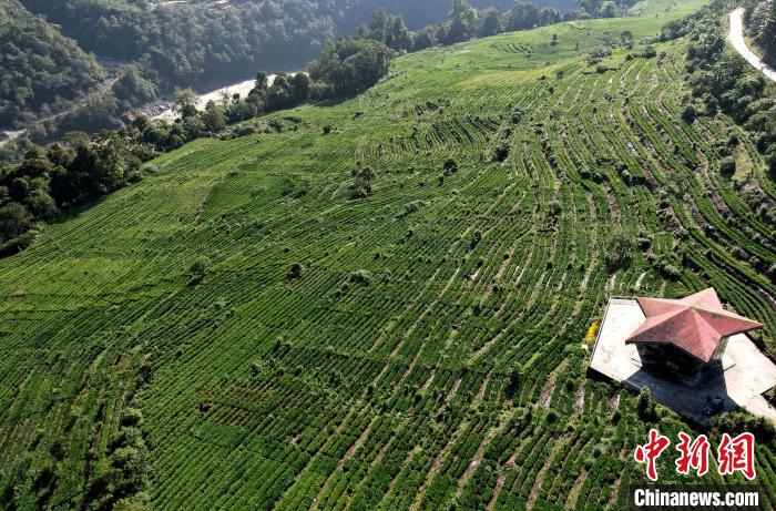 圖為西藏林芝市墨脫縣果果塘大拐彎附近的茶田。(無(wú)人機(jī)照片) 李林 攝