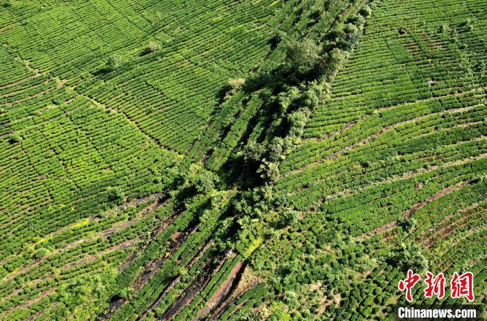 圖為西藏林芝市墨脫縣果果塘大拐彎附近的茶田。(無(wú)人機(jī)照片) 李林 攝