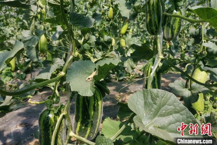 圖為西藏康馬縣大棚內(nèi)的博洋九號甜瓜?！⒔ㄜ?攝