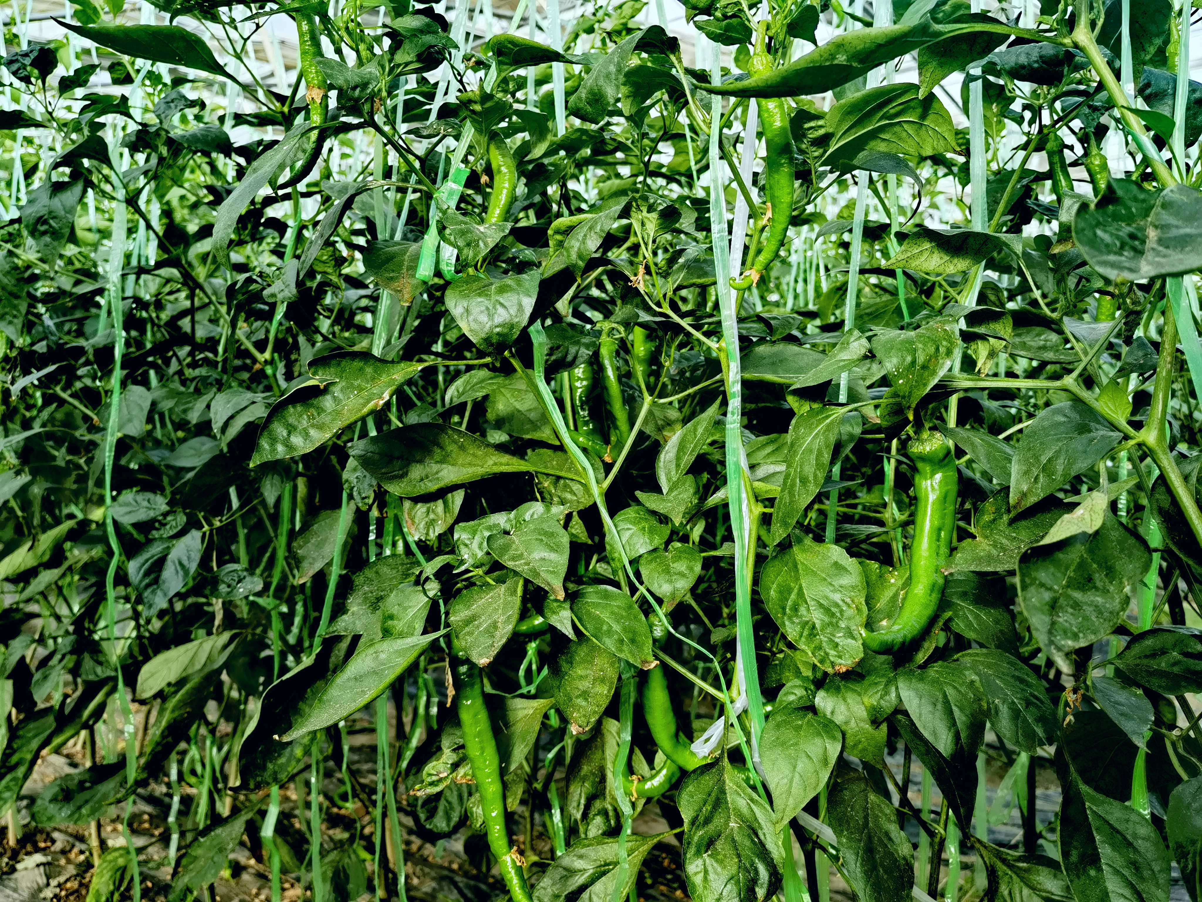 8bd09a032b31f04ef444ba041fce099.jpg 8bd09a032b31f04ef444ba041fce099.jpg