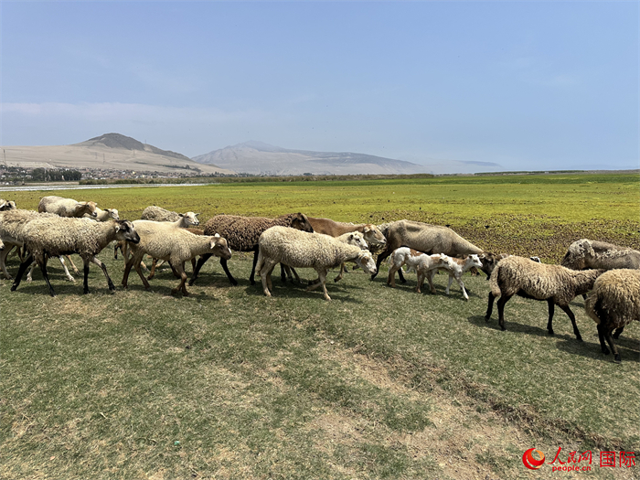 當(dāng)?shù)貢r間11月15日，羊群在錢凱港附近的圣羅莎濕地棲息。人民網(wǎng)記者 周雨攝