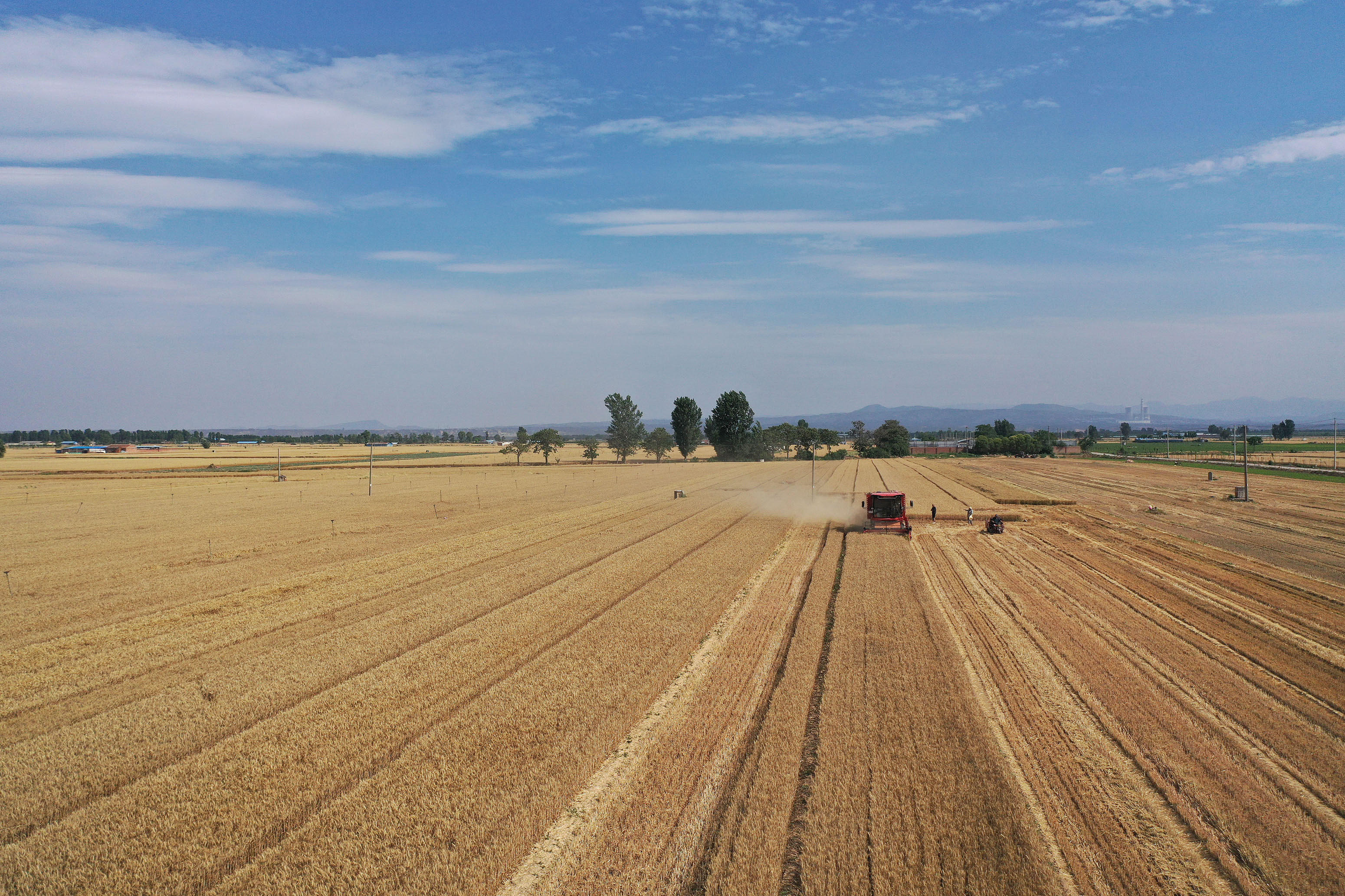 2025年6月3日，河南焦作，溫縣黃河街道灘王莊村農(nóng)民駕駛收割機(jī)收獲小麥。
