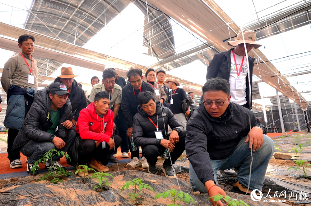 農(nóng)業(yè)專家蹲在田壟間，為圍攏過來的科技專干和基層農(nóng)技人員現(xiàn)場講解定植要點(diǎn)。人民網(wǎng)記者 吳雨仁攝