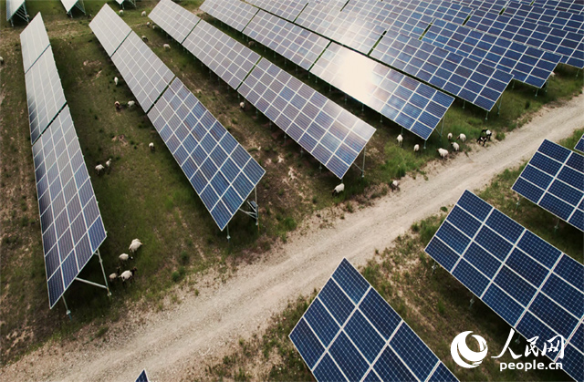 羊群在青海省海南州共和縣塔拉灘的光伏園區(qū)內(nèi)吃草。人民網(wǎng)記者 馬天翼攝
