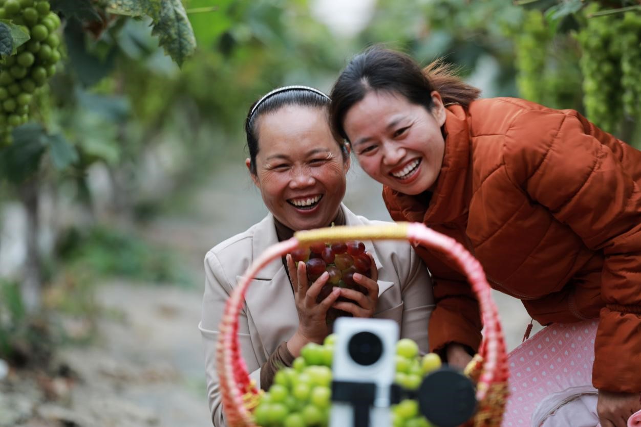 2024年10月6日，果農(nóng)在貴州省黔西市金碧鎮(zhèn)新蘭村葡萄園里進(jìn)行直播銷(xiāo)售。來(lái)源：人民圖片