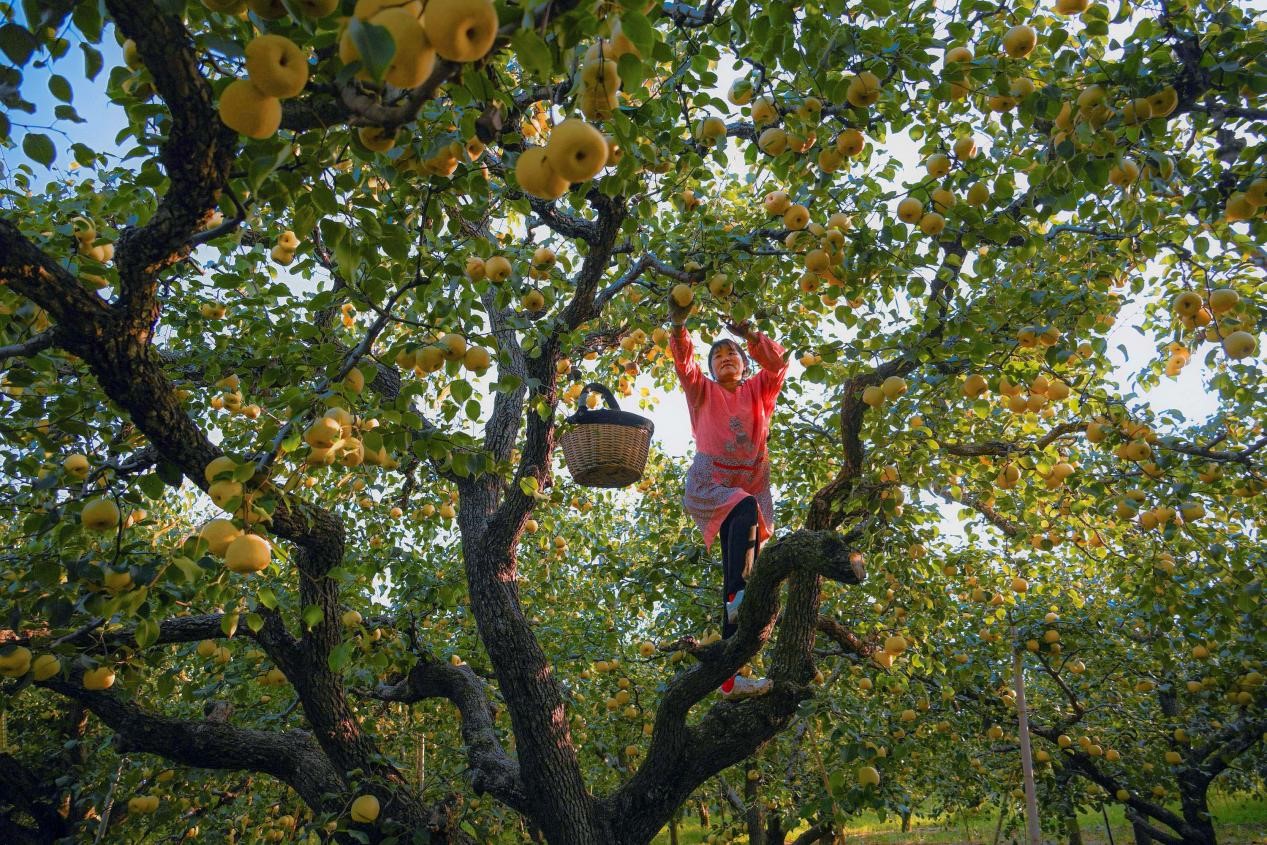 2024年10月4日，安徽省宿州市碭山縣程莊鎮(zhèn)衡樓村百年老梨園里，梨農(nóng)在忙著采摘酥梨。來(lái)源:人民圖片