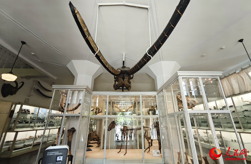 北疆博物院古生物陳列室內(nèi)的化石標(biāo)本。人民網(wǎng)記者 孫一凡攝
