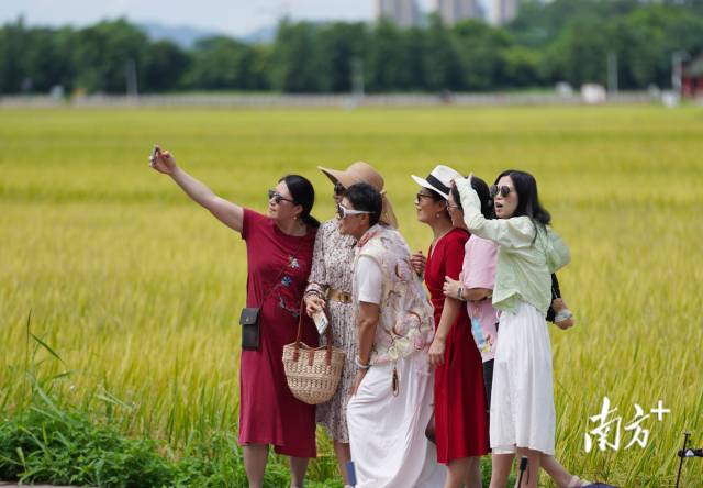游客們在崖口村稻田前合影。