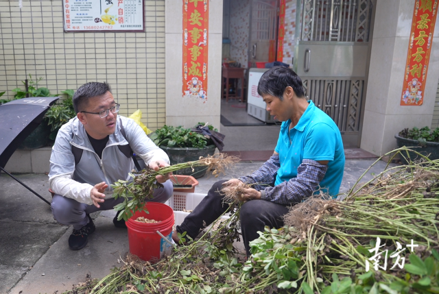 土地組成員張國強一邊幫村民做農(nóng)活一邊聊天。