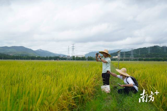 文化組的兩名成員正在給稻田拍照。
