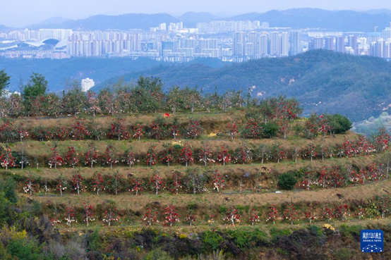 【高質(zhì)量發(fā)展看陜西】“上天”的延安蘋果，蘊(yùn)藏哪些新質(zhì)生產(chǎn)力