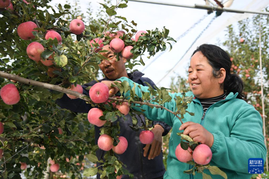【高質(zhì)量發(fā)展看陜西】“上天”的延安蘋果，蘊(yùn)藏哪些新質(zhì)生產(chǎn)力