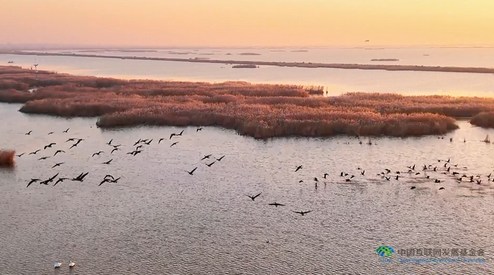 “兩山”理念與美麗中國(guó)丨濕地與候鳥，一場(chǎng)歲歲年年的相守