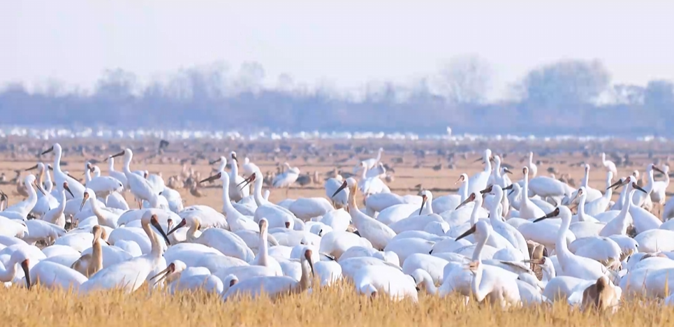 “兩山”理念與美麗中國(guó)丨濕地與候鳥，一場(chǎng)歲歲年年的相守
