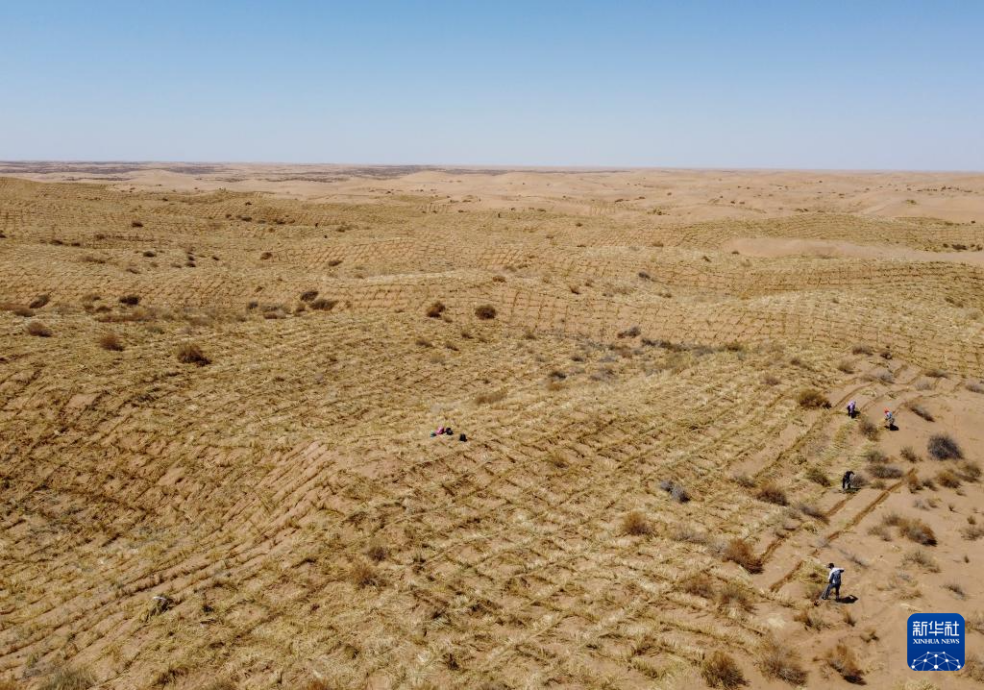2024年4月10日，群眾在古浪縣八步沙林場麻黃塘沙區(qū)用草方格壓沙。新華社發(fā)（無人機照片）