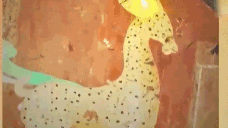 在全新技術(shù)支持下，敦煌莫高窟實(shí)現(xiàn)了窟內(nèi)文物窟外看的新體驗(yàn)。