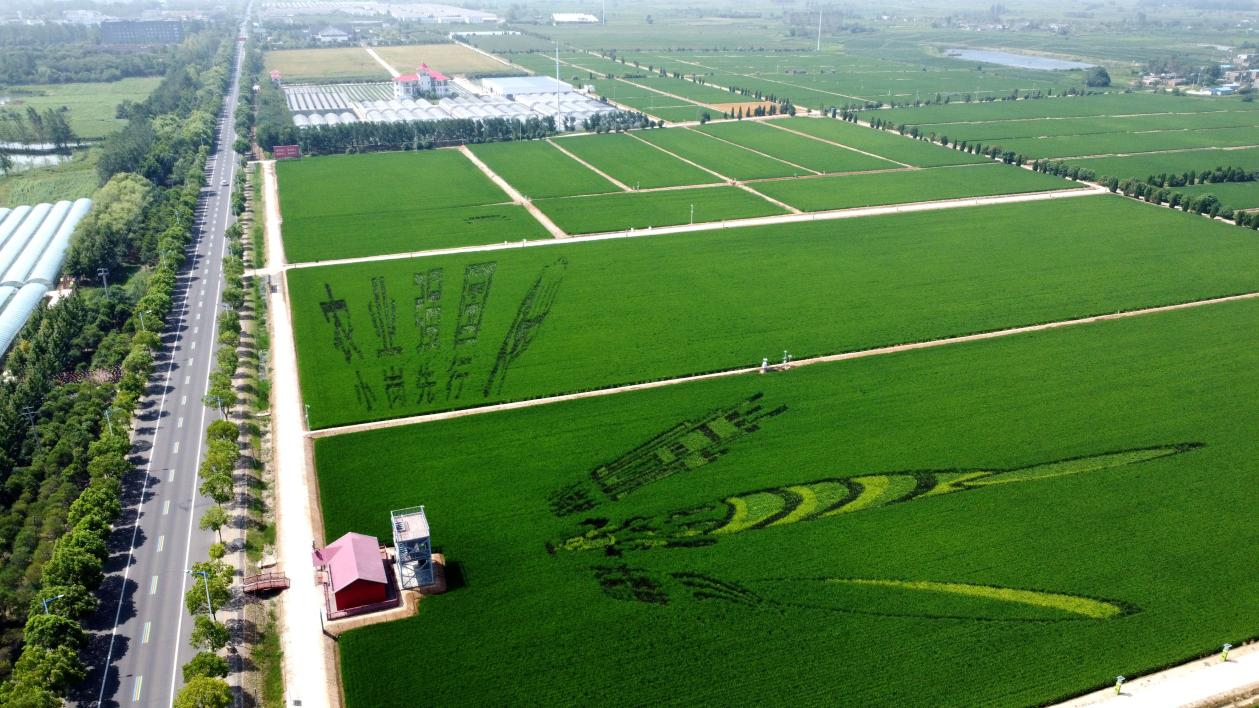 俯瞰小崗村高標準農(nóng)田。鳳陽縣委宣傳部供圖