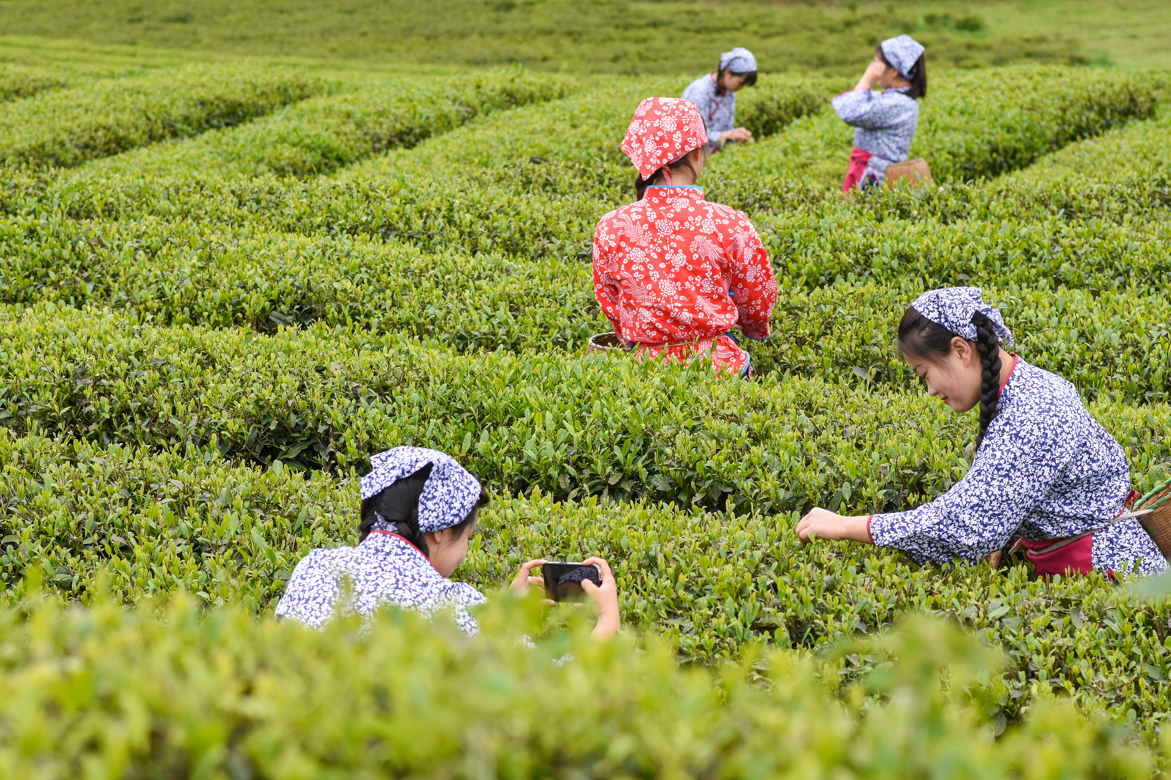 2023年4月6日，游客在貴州省銅仁市江口縣怒溪鎮(zhèn)駱象村生態(tài)茶園體驗采茶樂趣。