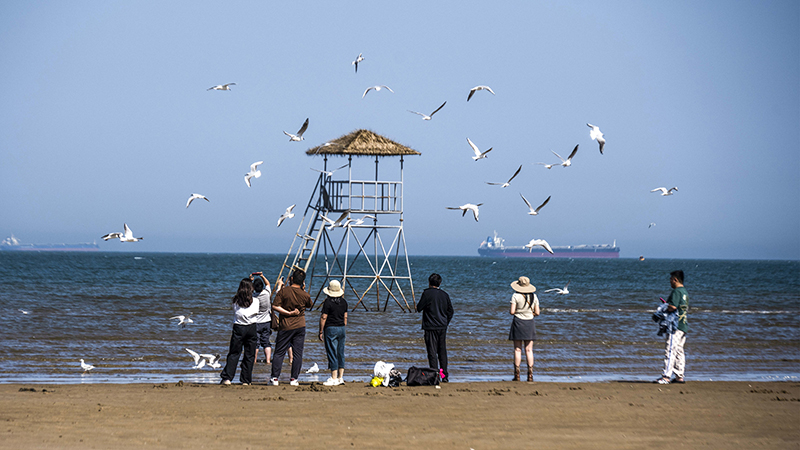 2024年5月12日，河北秦皇島，北戴河鴿子窩公園成群海鷗在天空中自由翱翔，與大海、藍天構成了一幅美麗的畫卷。