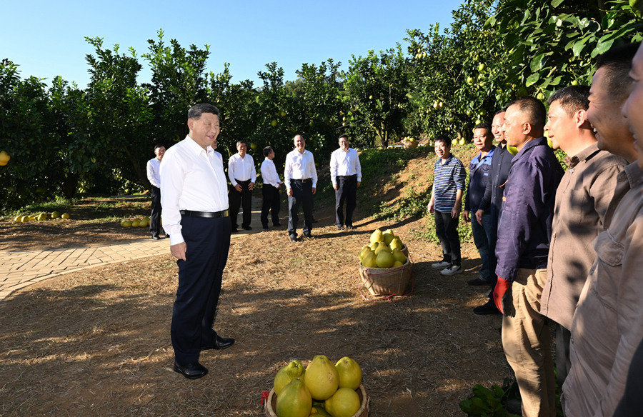 2025年11月7日，習(xí)近平總書(shū)記在梅州市梅縣區(qū)雁洋鎮(zhèn)南福金柚種植基地考察時(shí)，同果農(nóng)和農(nóng)技人員親切交流。