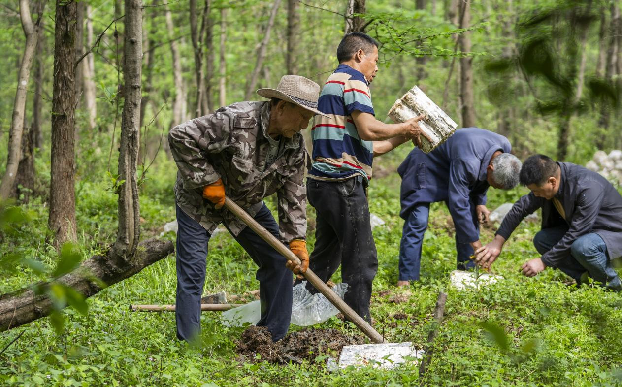 2025年4月16日，江西新余，仙女湖區(qū)河下鎮(zhèn)花園村林場，人們正在搬運、栽植靈芝菌棒。