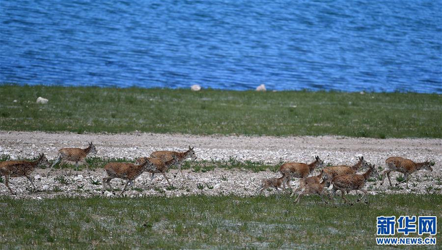 (環(huán)境)(1)羌塘自然保護(hù)區(qū):悠閑的藏羚羊