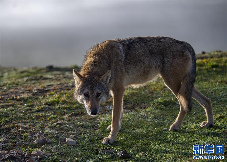 (新華視界)(5)西藏:邦達(dá)草原的清晨