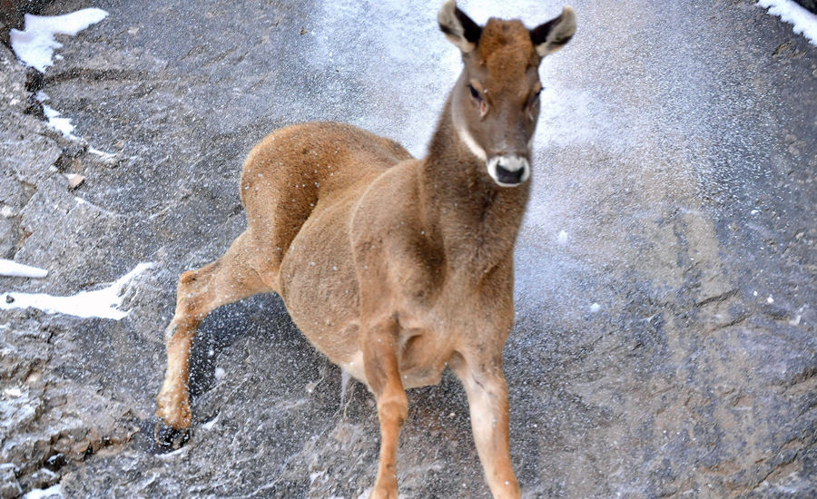 活躍在青海省海西州柏樹山的白唇鹿。巴圖那生攝