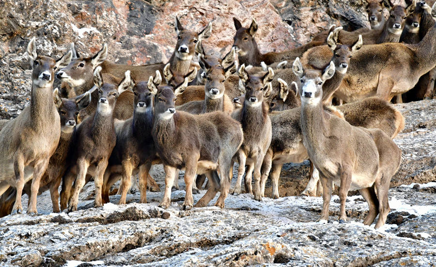 活躍在青海省海西州柏樹山的白唇鹿。巴圖那生攝