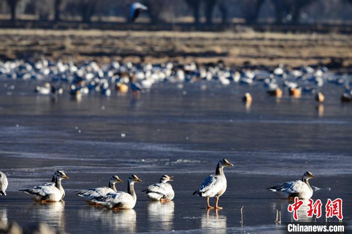 圖為拉薩市林周縣境內(nèi)越冬的候鳥(niǎo)?！∝暩聛?lái)松 攝