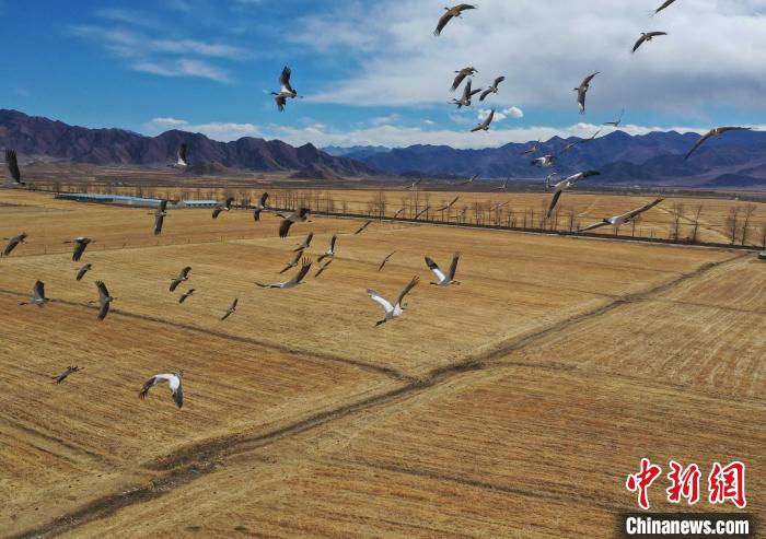 圖為黑頸鶴在拉薩市林周縣境內(nèi)飛翔。　貢嘎來(lái)松 攝