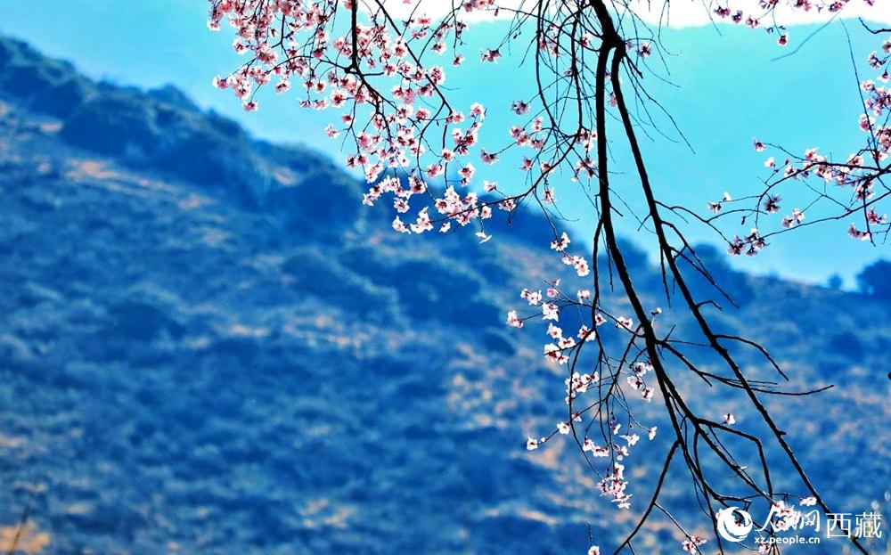 清麗的桃花。人民網(wǎng) 李海霞攝