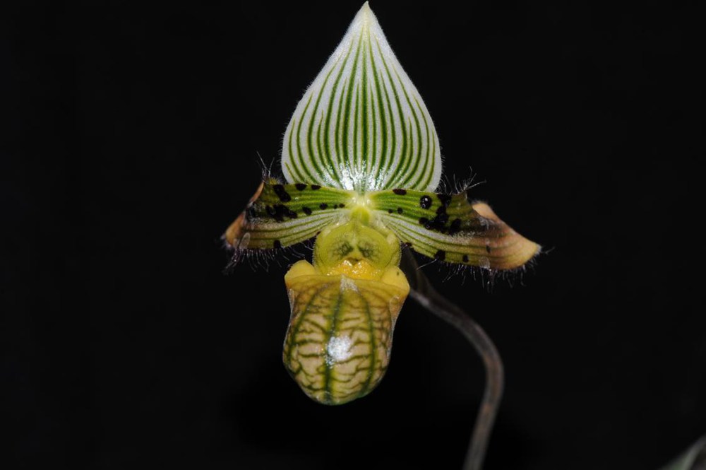 秀麗兜蘭。金效華攝