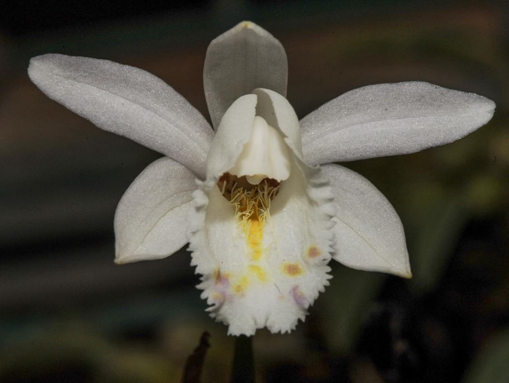 毛唇獨蒜蘭。 金效華攝