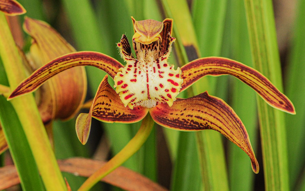 西藏虎頭蘭。李劍武攝