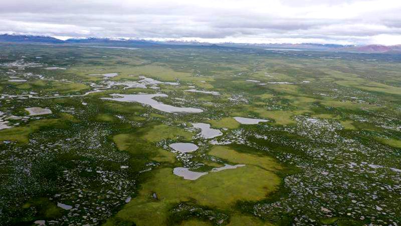 麥地卡濕地。
